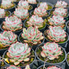 [PACK of 10 PLANTS] x Echeveria poldensis 'Kevin'