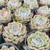 [PACK of 10 PLANTS] x Echeveria poldensis 'Kevin'