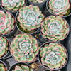 [PACK of 10 PLANTS] x Echeveria poldensis 'Kevin'