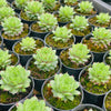 [PACK of 10 PLANTS] x Sempervivum calcareum 'Limelight'