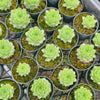 [PACK of 10 PLANTS] x Sempervivum calcareum 'Limelight'