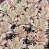 Sempervivum 'Hairy Grey'