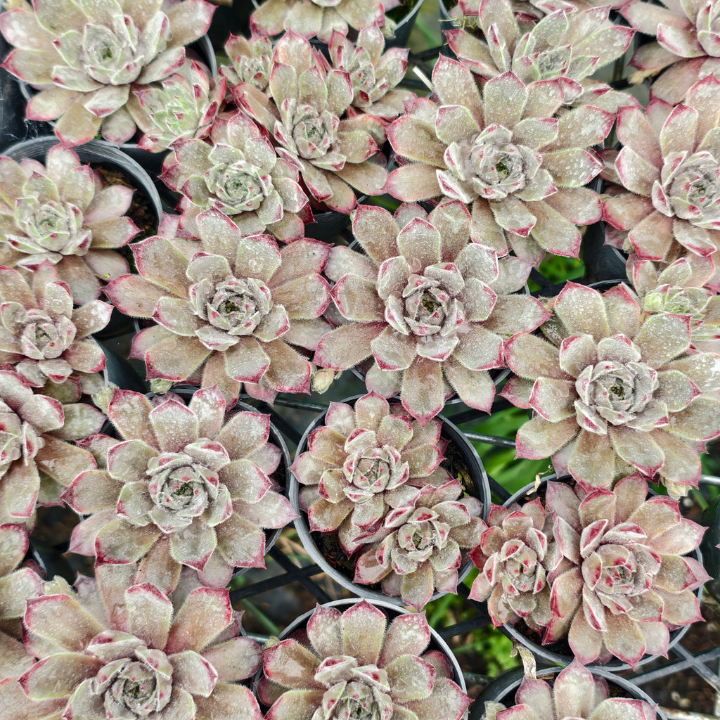 Sempervivum 'Hairy Grey'