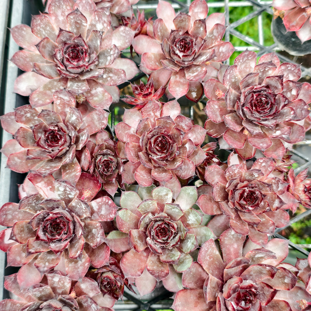 Sempervivum 'Grammens' (NO PUP)