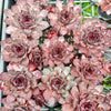 Sempervivum 'Grammens' (NO PUP)
