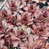 Sempervivum 'Grammens' (NO PUP)