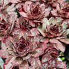 Sempervivum 'Grammens' (NO PUP)