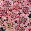 Sempervivum 'Ohio Burgundy'