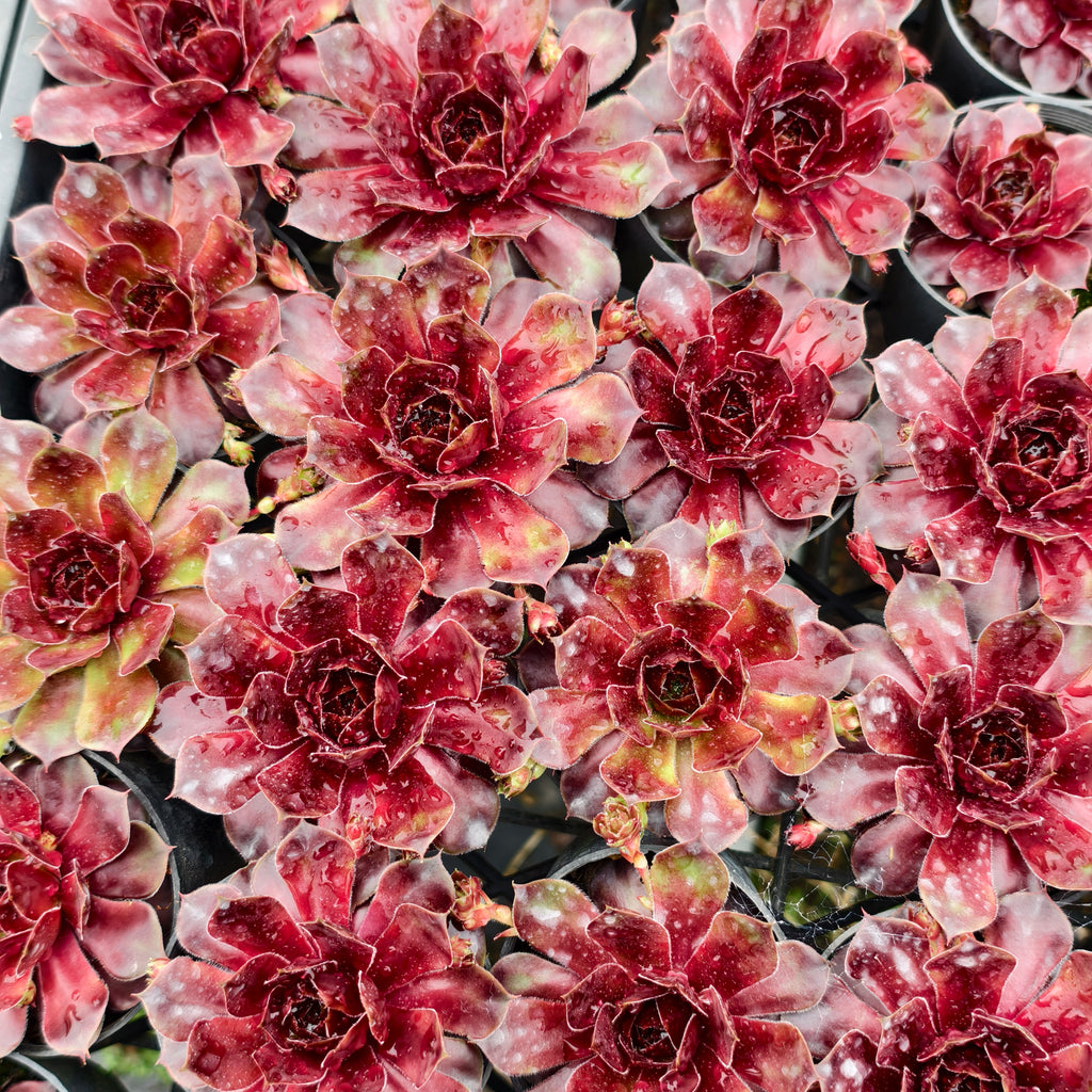 [PACK of 10 PLANTS] x Sempervivum 'Granby'