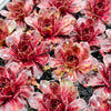 [PACK of 10 PLANTS] x Sempervivum 'Granby'