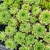 [PACK of 10 PLANTS] x Sempervivum calcareum 'Limelight'