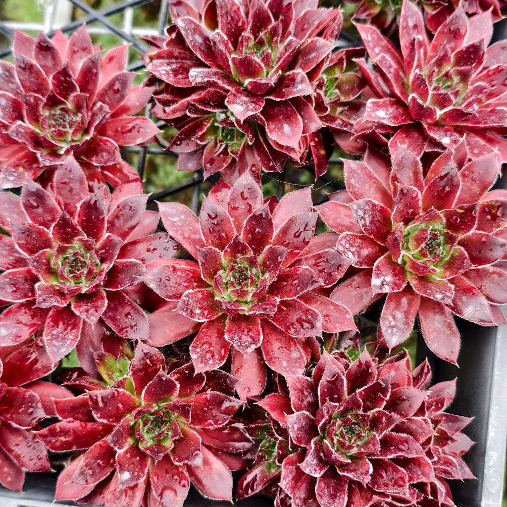 [PACK of 10 PLANTS] x Jovibarba heuffelii 'Inferno'