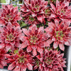 [PACK of 10 PLANTS] x Jovibarba heuffelii 'Inferno'