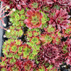 [PACK of 10 PLANTS] x Jovibarba heuffelii 'Inferno'