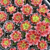 [PACK of 10 PLANTS] x Jovibarba heuffelii 'Inferno'