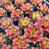 [PACK of 10 PLANTS] x Jovibarba heuffelii 'Inferno'