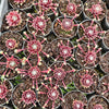 [PACK of 10 PLANTS] x Sempervivum arachnoideum 'Rubin'