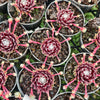 [PACK of 10 PLANTS] x Sempervivum arachnoideum 'Rubin'