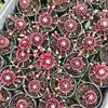 [PACK of 10 PLANTS] x Sempervivum arachnoideum 'Rubin'