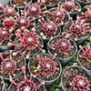 [PACK of 10 PLANTS] x Sempervivum arachnoideum 'Rubin'