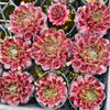 Sempervivum cv. 'Weighton's Red'