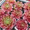 Sempervivum cv. 'Weighton's Red'