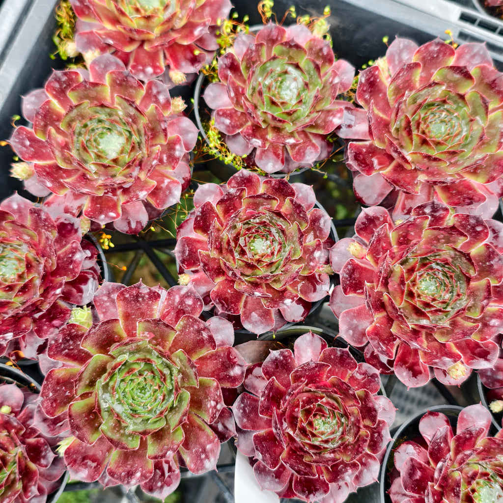 [PACK of 10 PLANTS] x Sempervivum cv. 'Weighton's Red'