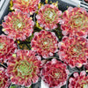 Sempervivum cv. 'Weighton's Red'