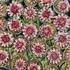 Sempervivum marmoreum var. marmoreum