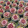 [PACK of 10 PLANTS] x Sempervivum marmoreum var. marmoreum