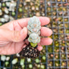 [PACK of 10 PLANTS] x Crassula arta