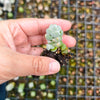 [PACK of 10 PLANTS] x Crassula arta