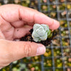 [PACK of 10 PLANTS] x Crassula arta