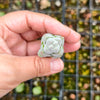 [PACK of 10 PLANTS] x Crassula arta