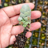 [PACK of 10 PLANTS] x Crassula arta