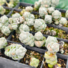 [PACK of 10 PLANTS] x Crassula arta