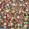 [PACK of 10 PLANTS] x  Sempervivum 'Tiny Tots'