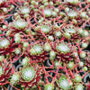 [PACK of 10 PLANTS] x  Sempervivum 'Tiny Tots'