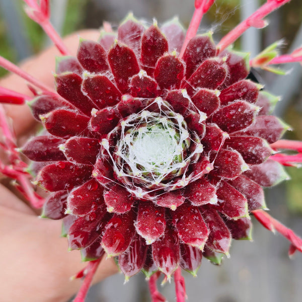 Sempervivum 'Tiny Tots'
