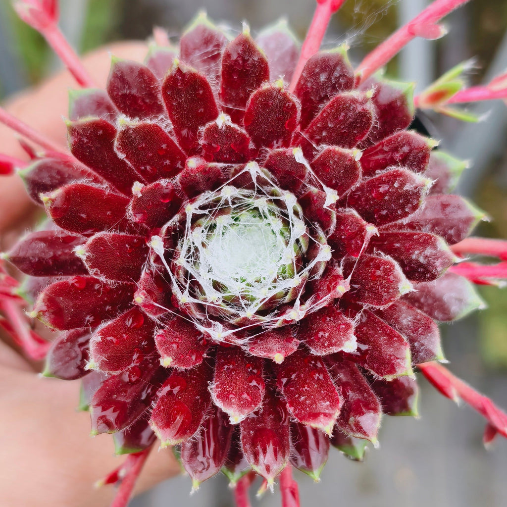 [PACK of 10 PLANTS] x  Sempervivum 'Tiny Tots'