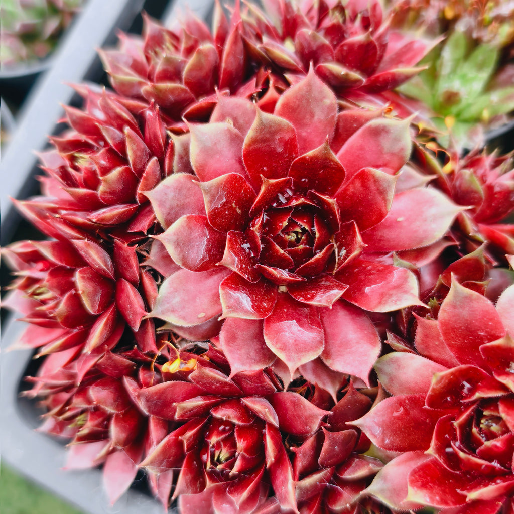 [PACK of 10 PLANTS] x Sempervivum 'Marland's Beauty'