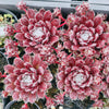[PACK of 10 PLANTS] x Sempervivum 'Pacific Feather Power'