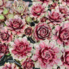 [PACK of 10 PLANTS] x Sempervivum 'VJ10' (NO PUP)