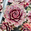 [PACK of 10 PLANTS] x Sempervivum 'VJ10' (NO PUP)