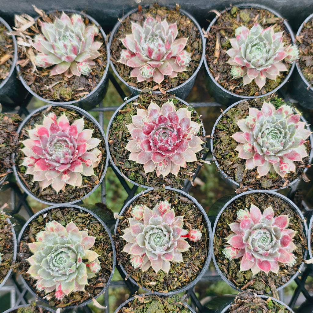 [PACK of 10 PLANTS] x Sempervivum 'Lavender and Old Lace'
