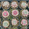 [PACK of 10 PLANTS] x Sempervivum 'Lavender and Old Lace'