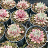 [PACK of 10 PLANTS] x Sempervivum 'Lavender and Old Lace'