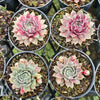 [PACK of 10 PLANTS] x Sempervivum 'Lavender and Old Lace'