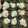 [PACK of 10 PLANTS] x Echeveria 'Tango' variegated