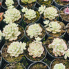 [PACK of 10 PLANTS] x Echeveria 'Tango' variegated